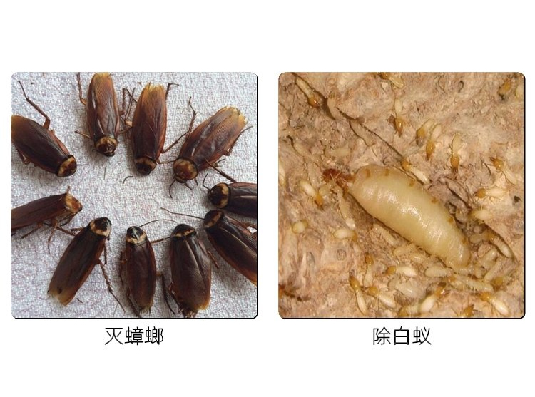 滅蟑螂，除白蟻